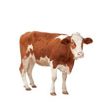 Cattle Feed